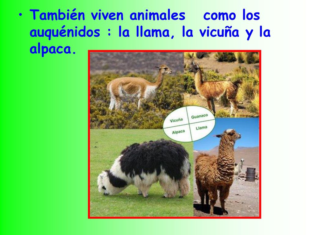 También viven animales como los auquénidos : la llama, la vicuña y la alpaca.