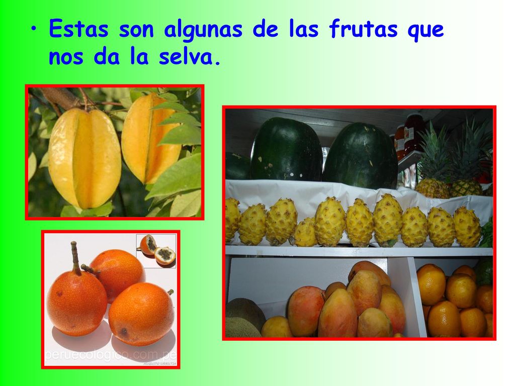 Estas son algunas de las frutas que nos da la selva.