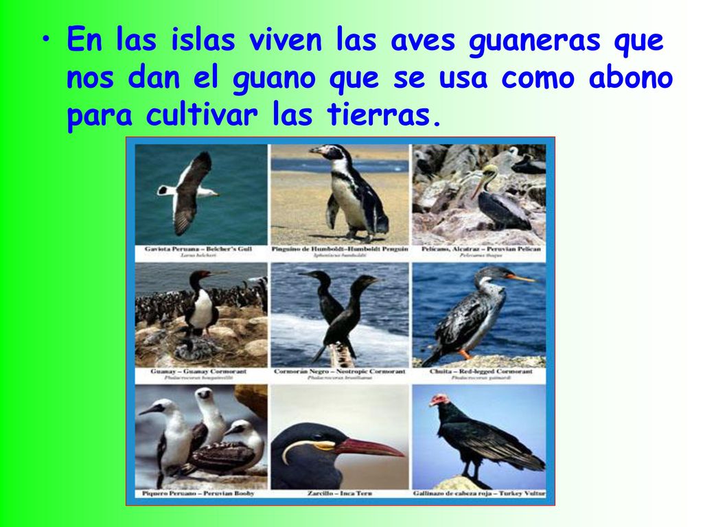En las islas viven las aves guaneras que nos dan el guano que se usa como abono para cultivar las tierras.
