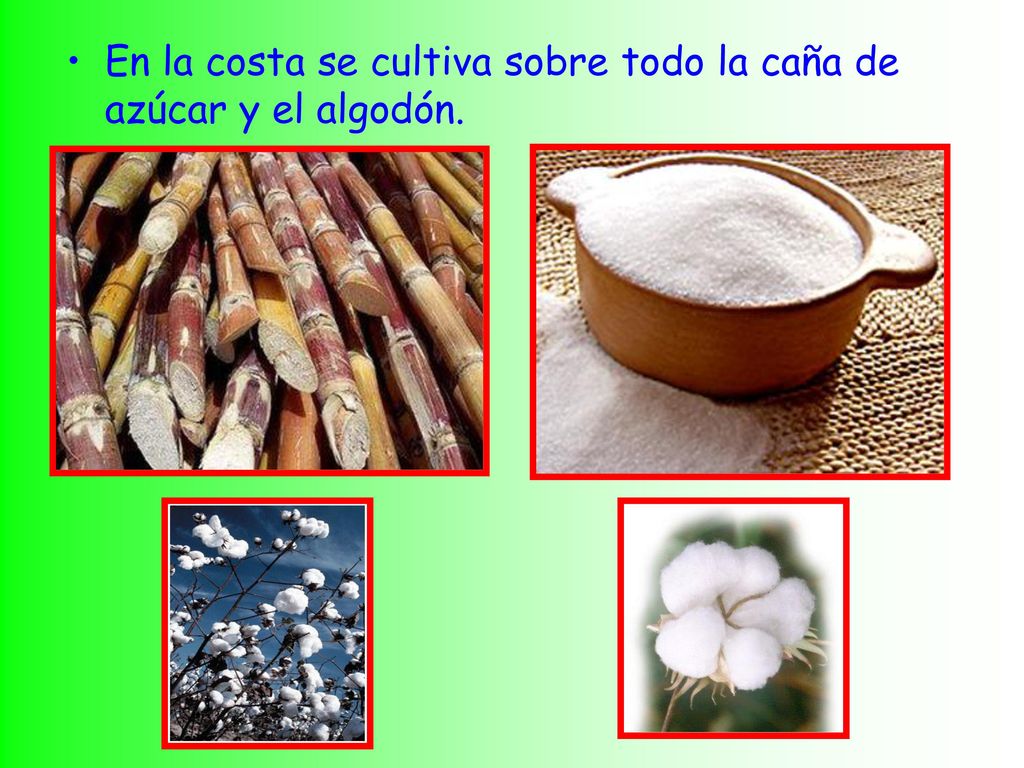 En la costa se cultiva sobre todo la caña de azúcar y el algodón.
