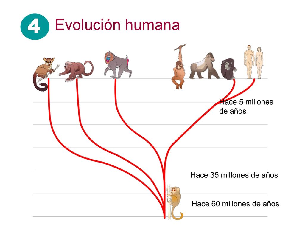 4 Evolución humana Hace 5 millones de años Hace 35 millones de años