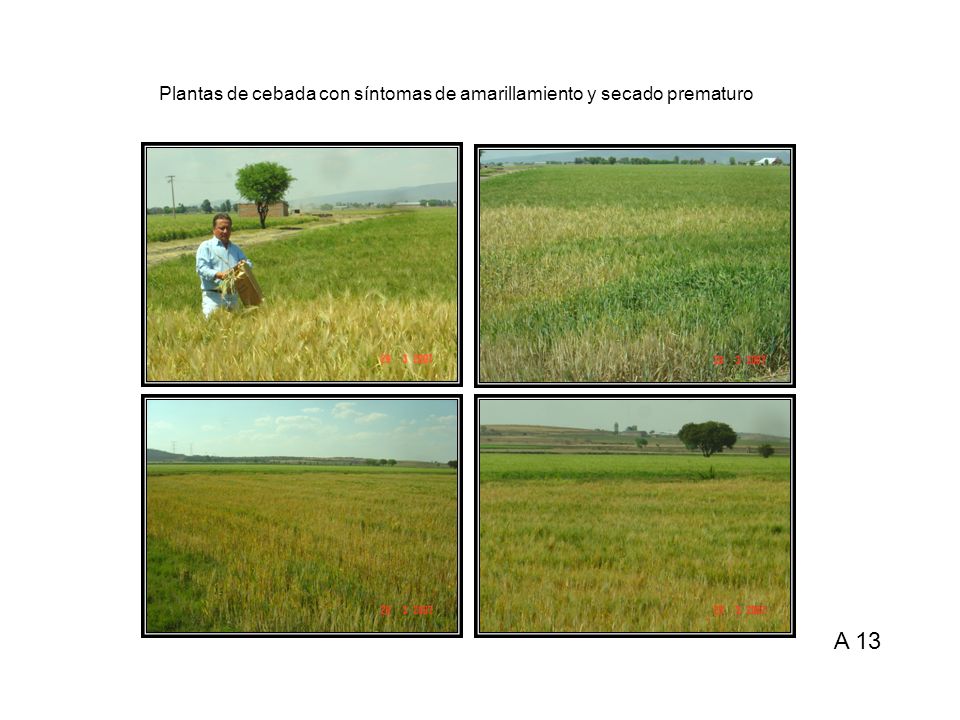Plantas de cebada con síntomas de amarillamiento y secado prematuro