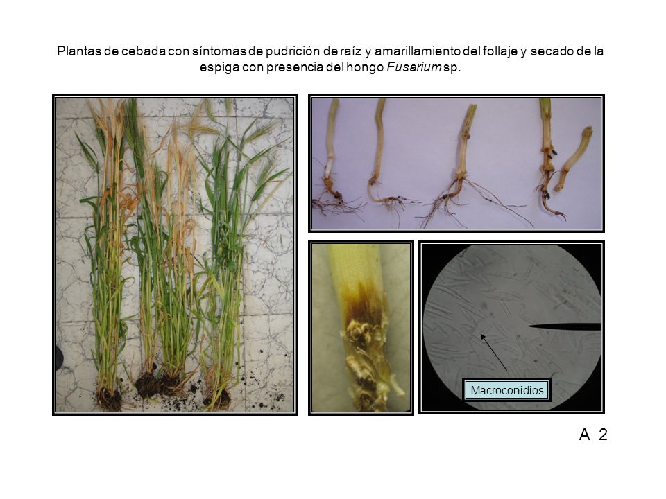 Plantas de cebada con síntomas de pudrición de raíz y amarillamiento del follaje y secado de la espiga con presencia del hongo Fusarium sp.