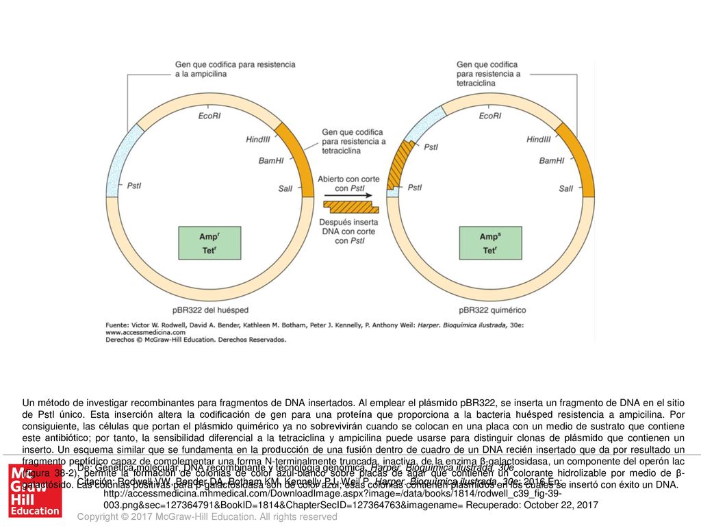 Un método de investigar recombinantes para fragmentos de DNA insertados. Al emplear el plásmido pBR322, se inserta un fragmento de DNA en el sitio de PstI único. Esta inserción altera la codificación de gen para una proteína que proporciona a la bacteria huésped resistencia a ampicilina. Por consiguiente, las células que portan el plásmido quimérico ya no sobrevivirán cuando se colocan en una placa con un medio de sustrato que contiene este antibiótico; por tanto, la sensibilidad diferencial a la tetraciclina y ampicilina puede usarse para distinguir clonas de plásmido que contienen un inserto. Un esquema similar que se fundamenta en la producción de una fusión dentro de cuadro de un DNA recién insertado que da por resultado un fragmento peptídico capaz de complementar una forma N-terminalmente truncada, inactiva, de la enzima β-galactosidasa, un componente del operón lac (figura 38-2), permite la formación de colonias de color azul-blanco sobre placas de agar que contienen un colorante hidrolizable por medio de β-galactósido. Las colonias positivas para β-galactosidasa son de color azul; esas colonias contienen plásmidos en los cuales se insertó con éxito un DNA.