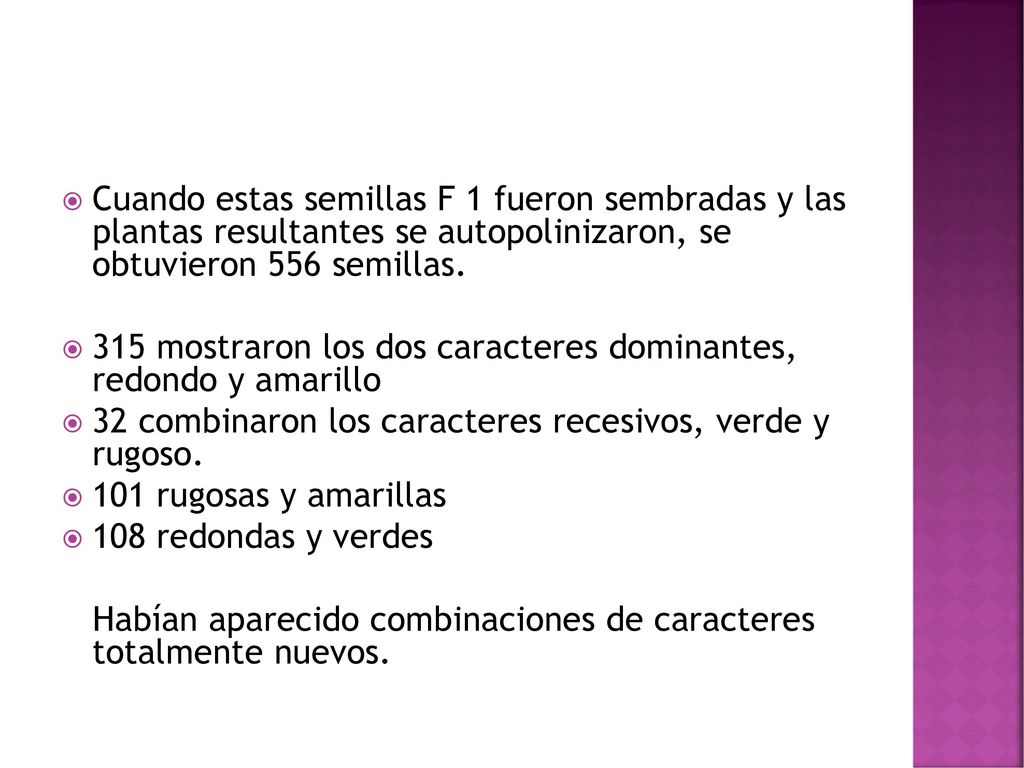 Cuando estas semillas F 1 fueron sembradas y las plantas resultantes se autopolinizaron, se obtuvieron 556 semillas.
