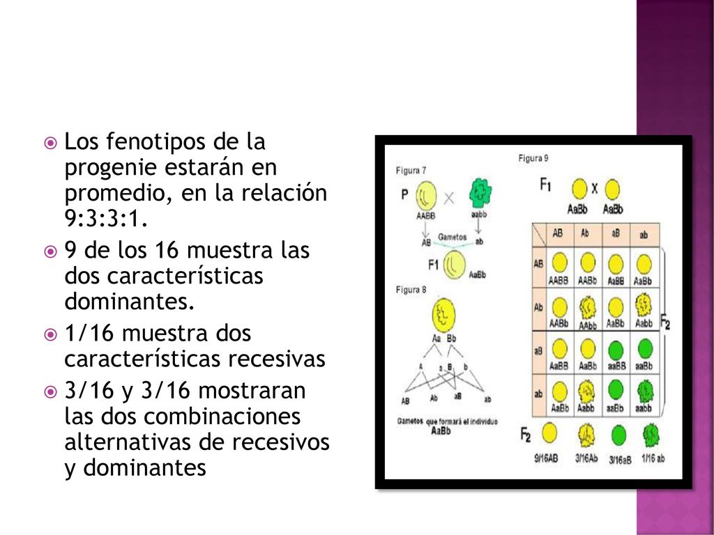 Los fenotipos de la progenie estarán en promedio, en la relación 9:3:3:1.