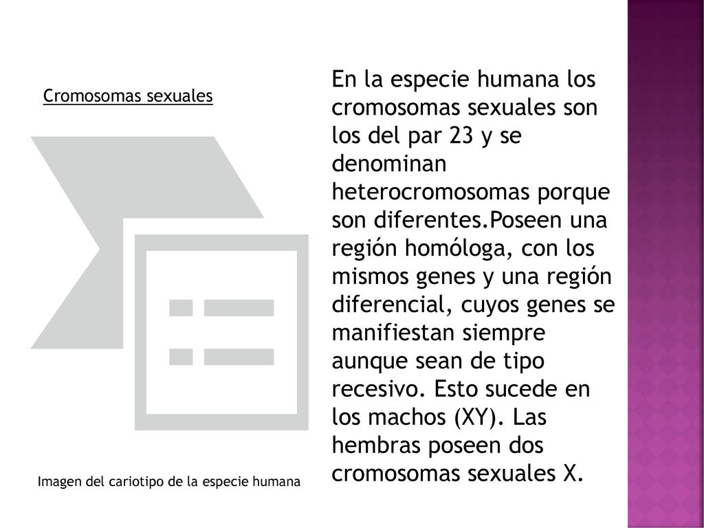 En la especie humana los cromosomas sexuales son los del par 23 y se denominan heterocromosomas porque son diferentes.Poseen una región homóloga, con los mismos genes y una región diferencial, cuyos genes se manifiestan siempre aunque sean de tipo recesivo. Esto sucede en los machos (XY). Las hembras poseen dos cromosomas sexuales X.