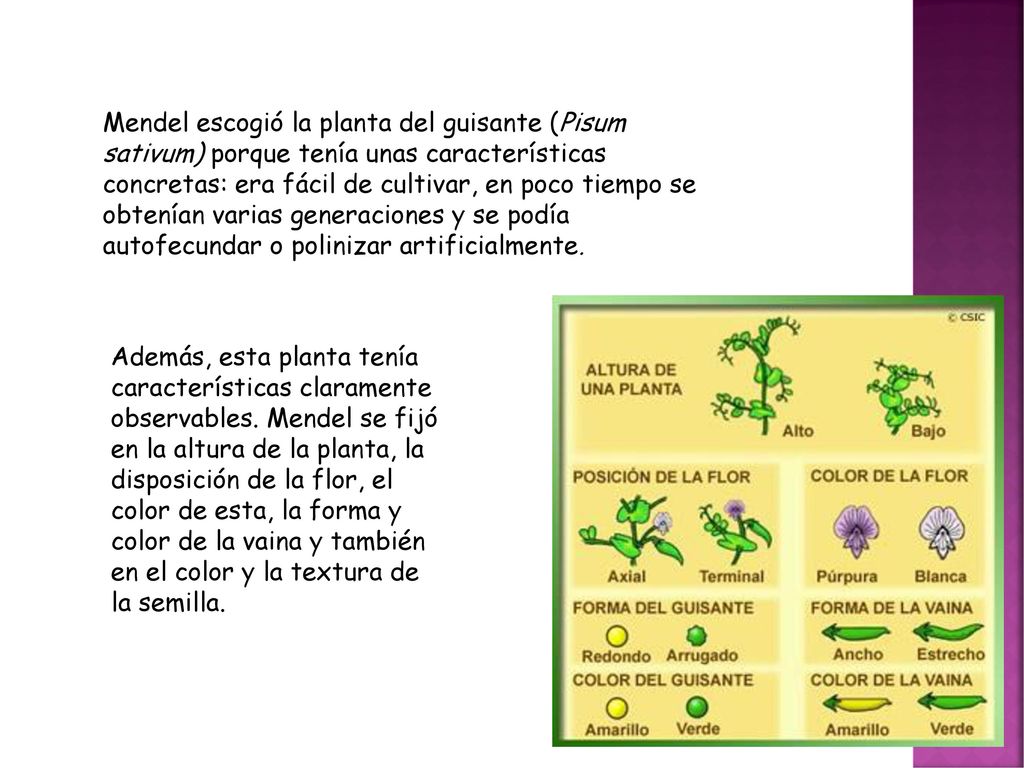 Mendel escogió la planta del guisante (Pisum sativum) porque tenía unas características concretas: era fácil de cultivar, en poco tiempo se obtenían varias generaciones y se podía autofecundar o polinizar artificialmente.
