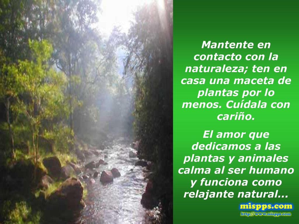 Mantente en contacto con la naturaleza; ten en casa una maceta de plantas por lo menos. Cuídala con cariño.