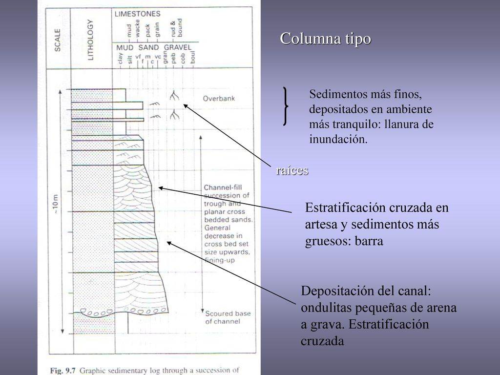 Columna tipo Sedimentos más finos, depositados en ambiente más tranquilo: llanura de inundación. raíces.