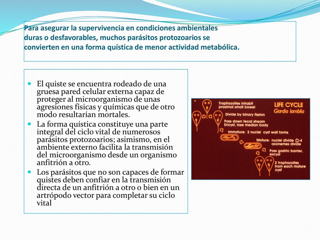 Para asegurar la supervivencia en condiciones ambientales duras o desfavorables, muchos parásitos protozoarios se convierten en una forma quística de menor actividad metabólica.