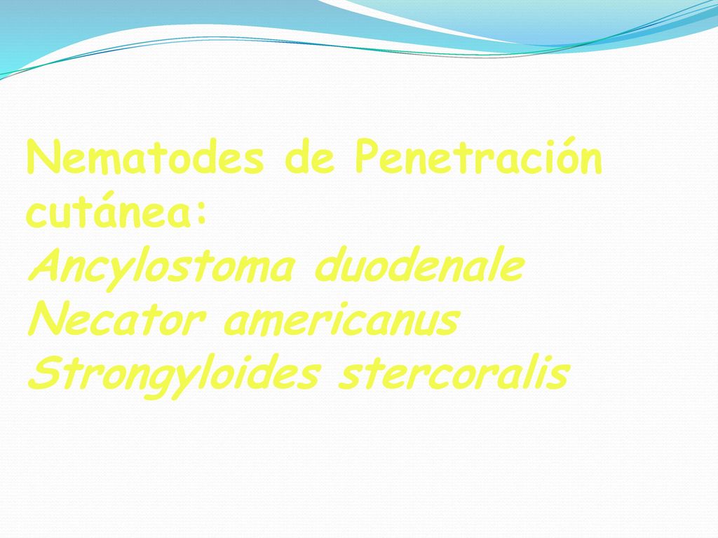 Nematodes de Penetración cutánea: Ancylostoma duodenale Necator americanus Strongyloides stercoralis