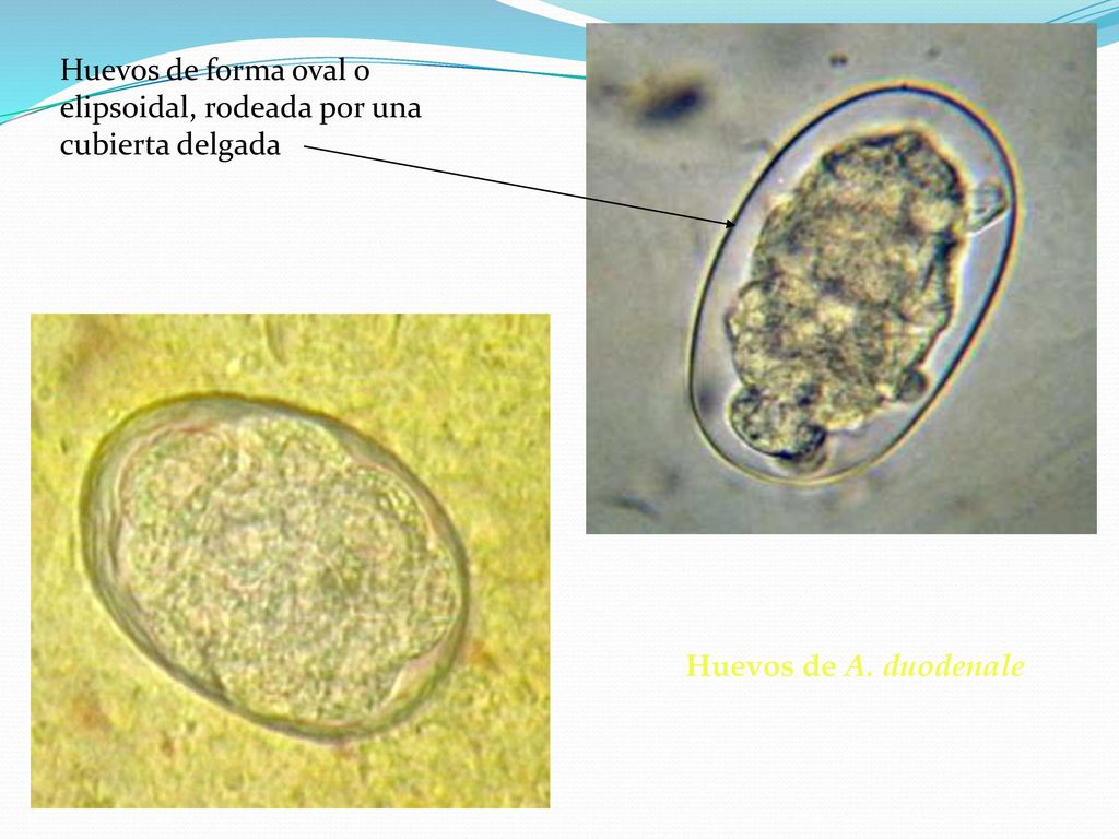 Huevos de forma oval o elipsoidal, rodeada por una cubierta delgada