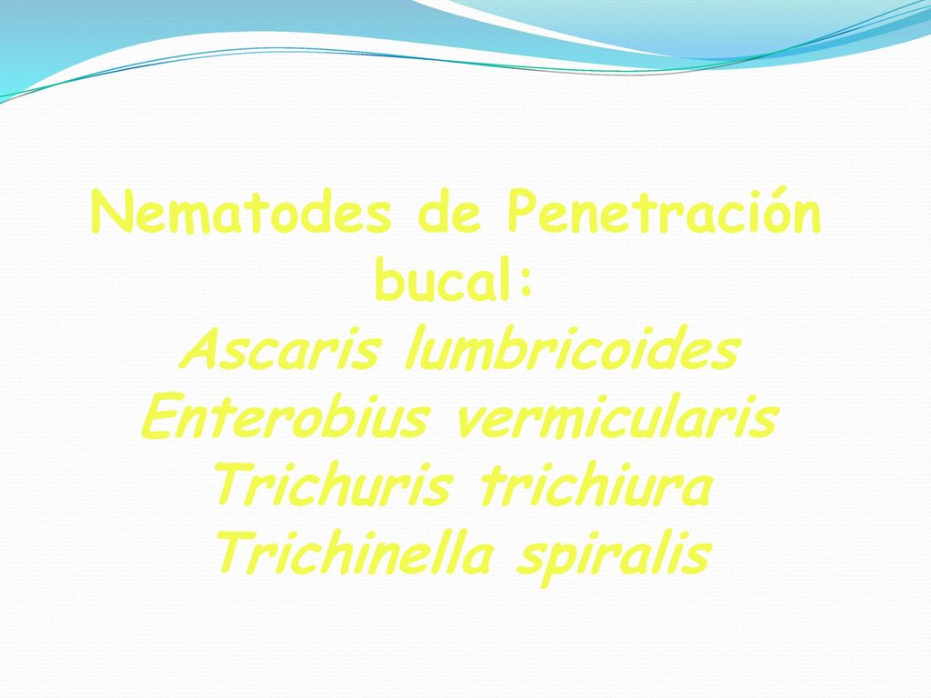 Nematodes de Penetración bucal: Ascaris lumbricoides Enterobius vermicularis Trichuris trichiura Trichinella spiralis