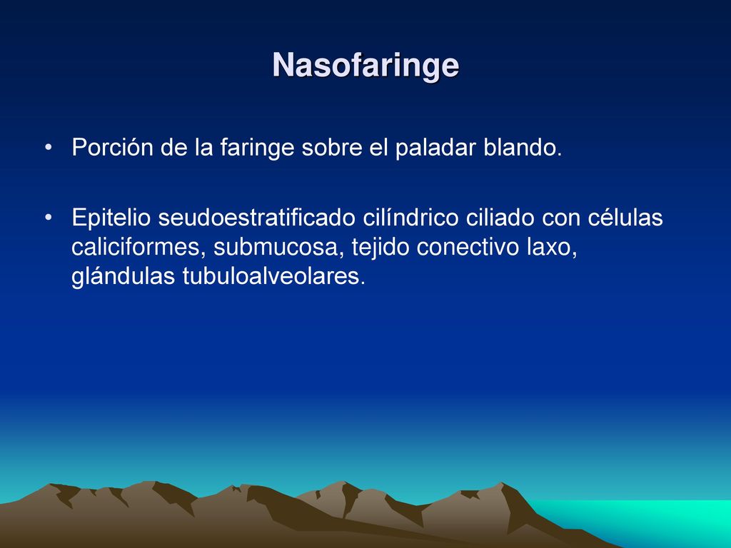 Nasofaringe Porción de la faringe sobre el paladar blando.