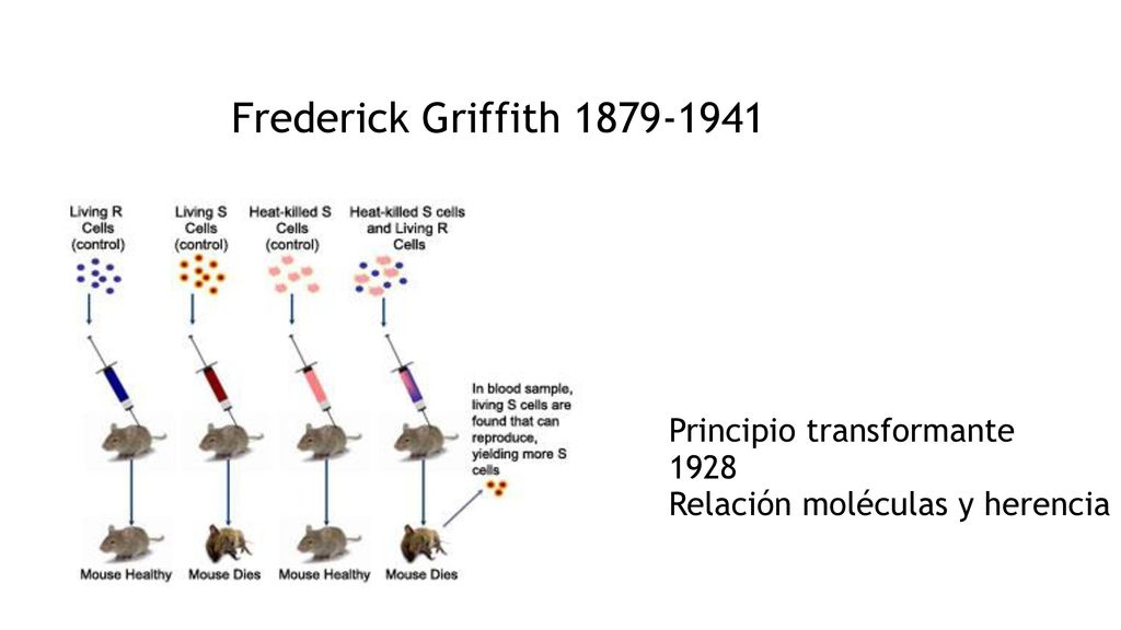 1010 Frederick Griffith Principio transformante 1928 Relación moléculas y herencia