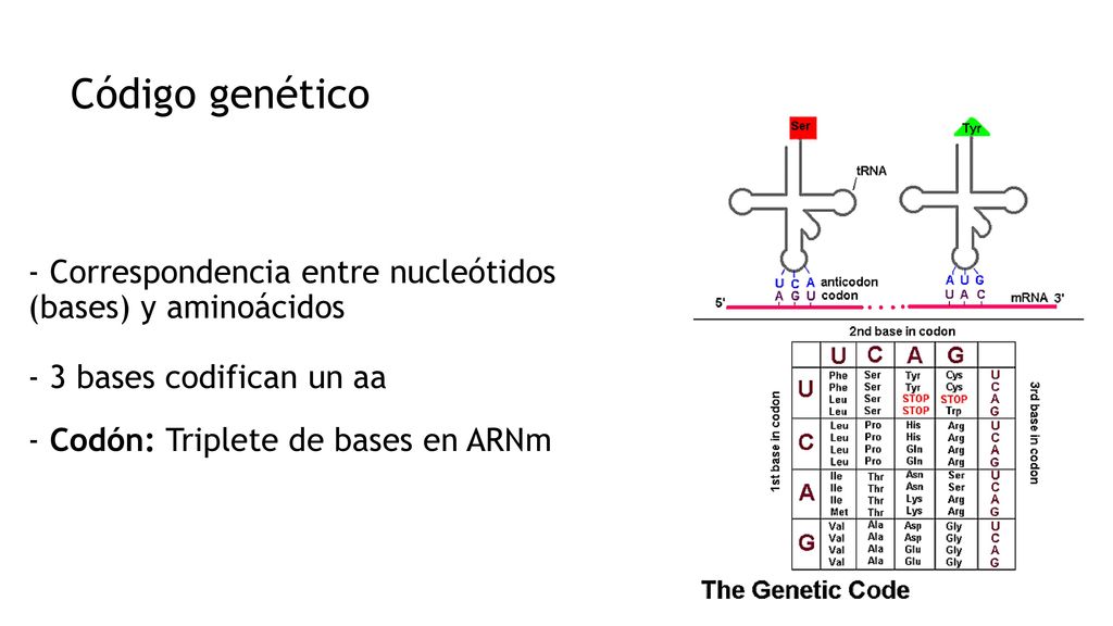 2020 Código genético. - Correspondencia entre nucleótidos (bases) y aminoácidos - 3 bases codifican un aa.
