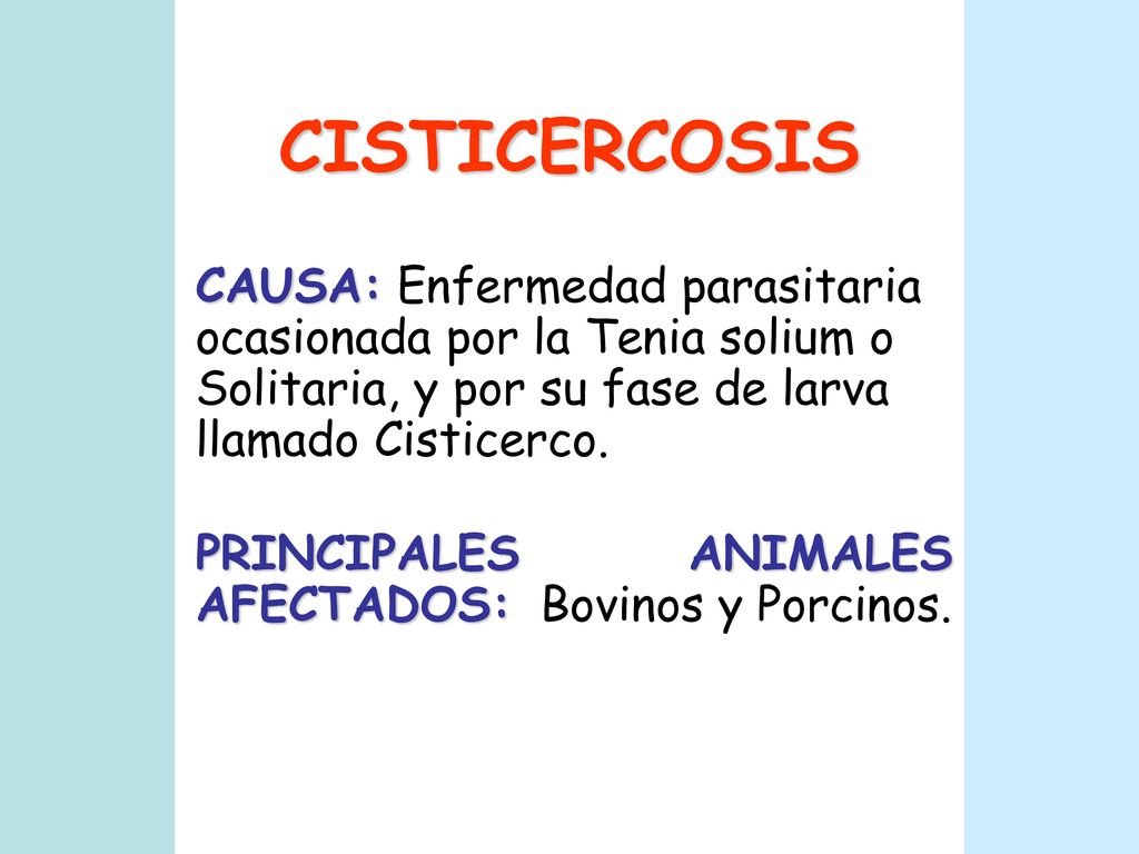 CISTICERCOSIS CAUSA: Enfermedad parasitaria ocasionada por la Tenia solium o Solitaria, y por su fase de larva llamado Cisticerco.