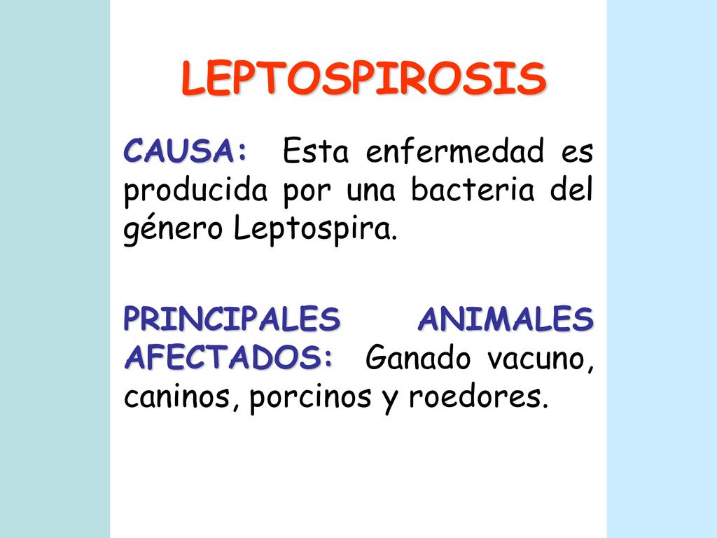 LEPTOSPIROSIS CAUSA: Esta enfermedad es producida por una bacteria del género Leptospira.