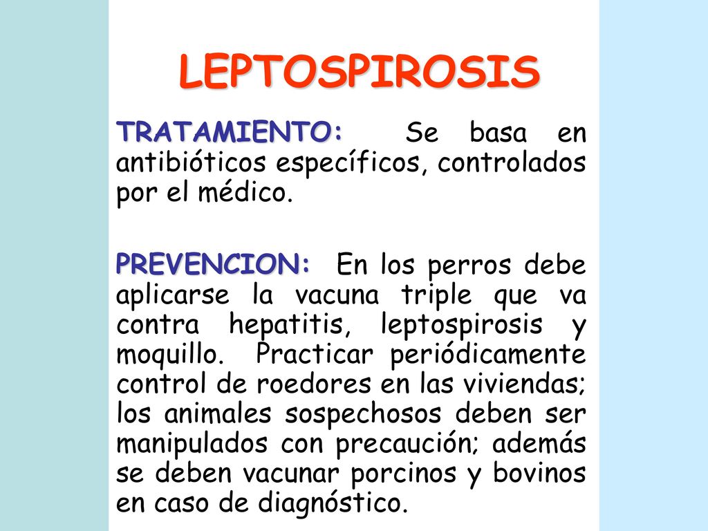 LEPTOSPIROSIS TRATAMIENTO: Se basa en antibióticos específicos, controlados por el médico.