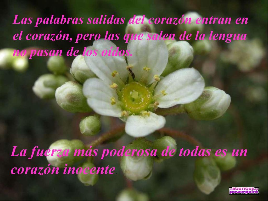 La fuerza más poderosa de todas es un corazón inocente.