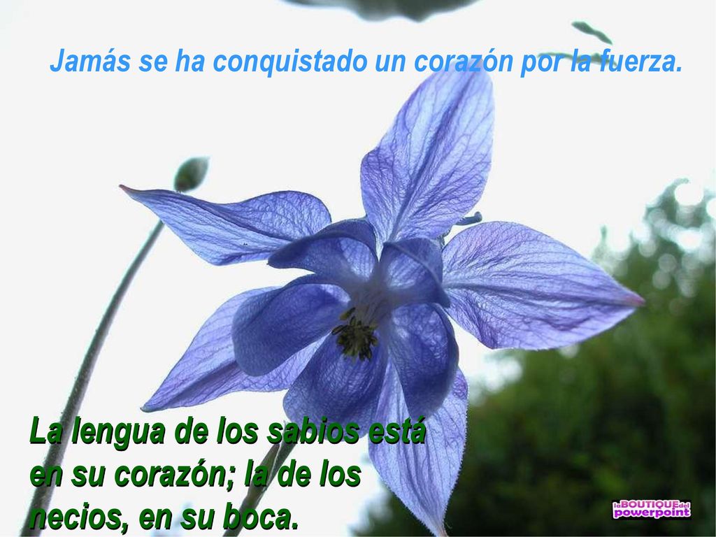 Jamás se ha conquistado un corazón por la fuerza.