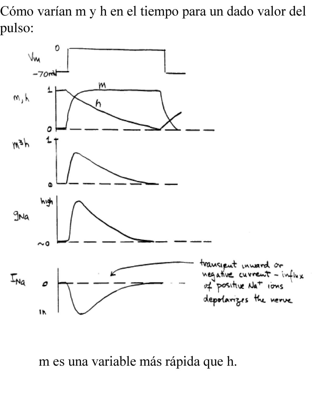 Cómo varían m y h en el tiempo para un dado valor del pulso: