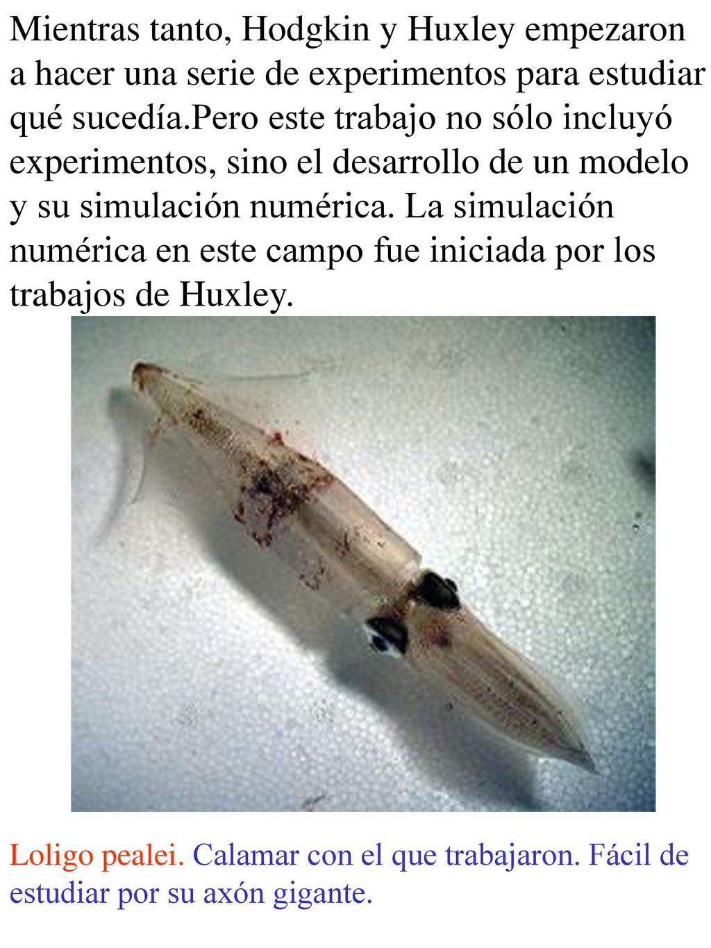 Mientras tanto, Hodgkin y Huxley empezaron a hacer una serie de experimentos para estudiar qué sucedía.Pero este trabajo no sólo incluyó experimentos, sino el desarrollo de un modelo y su simulación numérica. La simulación numérica en este campo fue iniciada por los trabajos de Huxley.