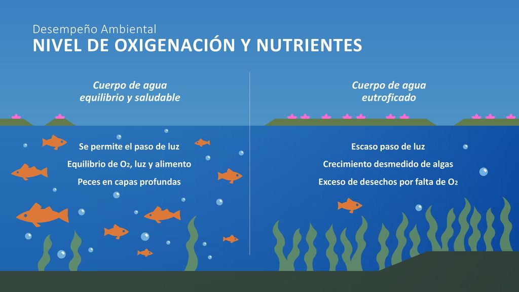 Cuerpo de agua equilibrio y saludable Cuerpo de agua eutroficado