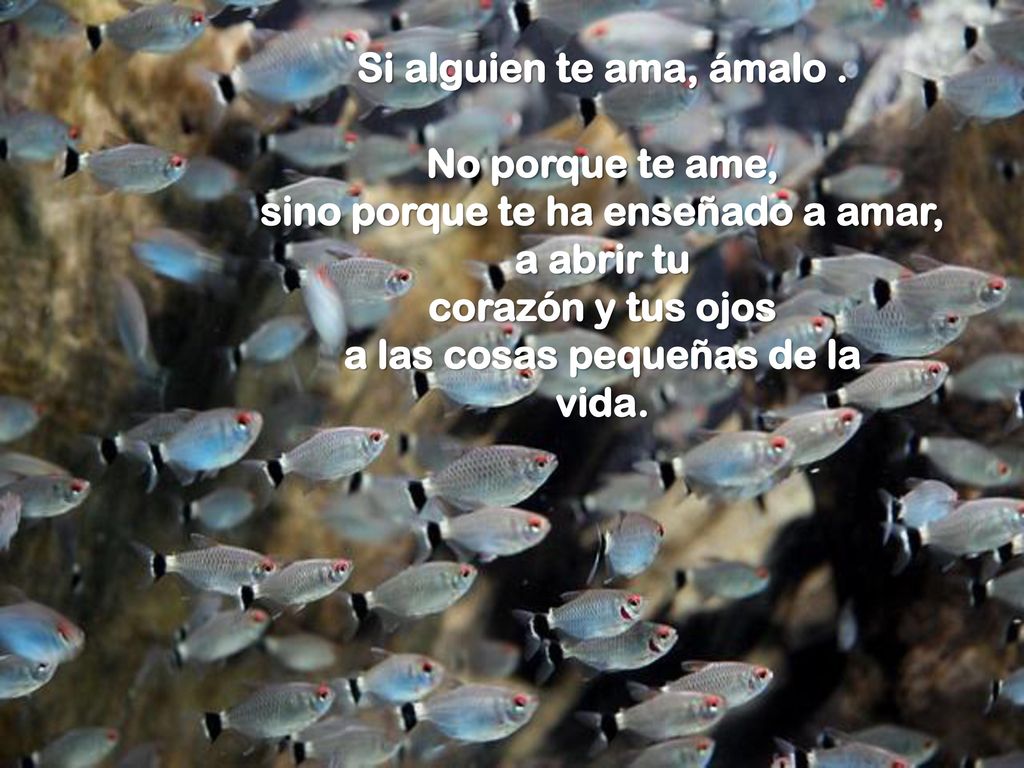 sino porque te ha enseñado a amar, a las cosas pequeñas de la