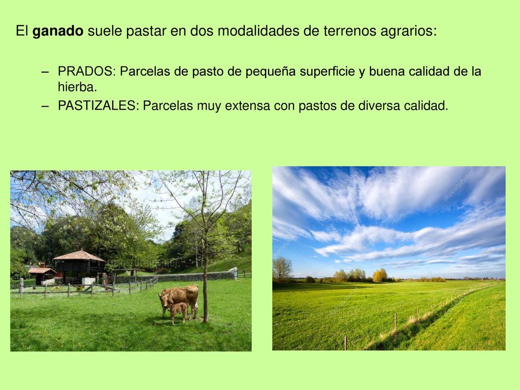 El ganado suele pastar en dos modalidades de terrenos agrarios: