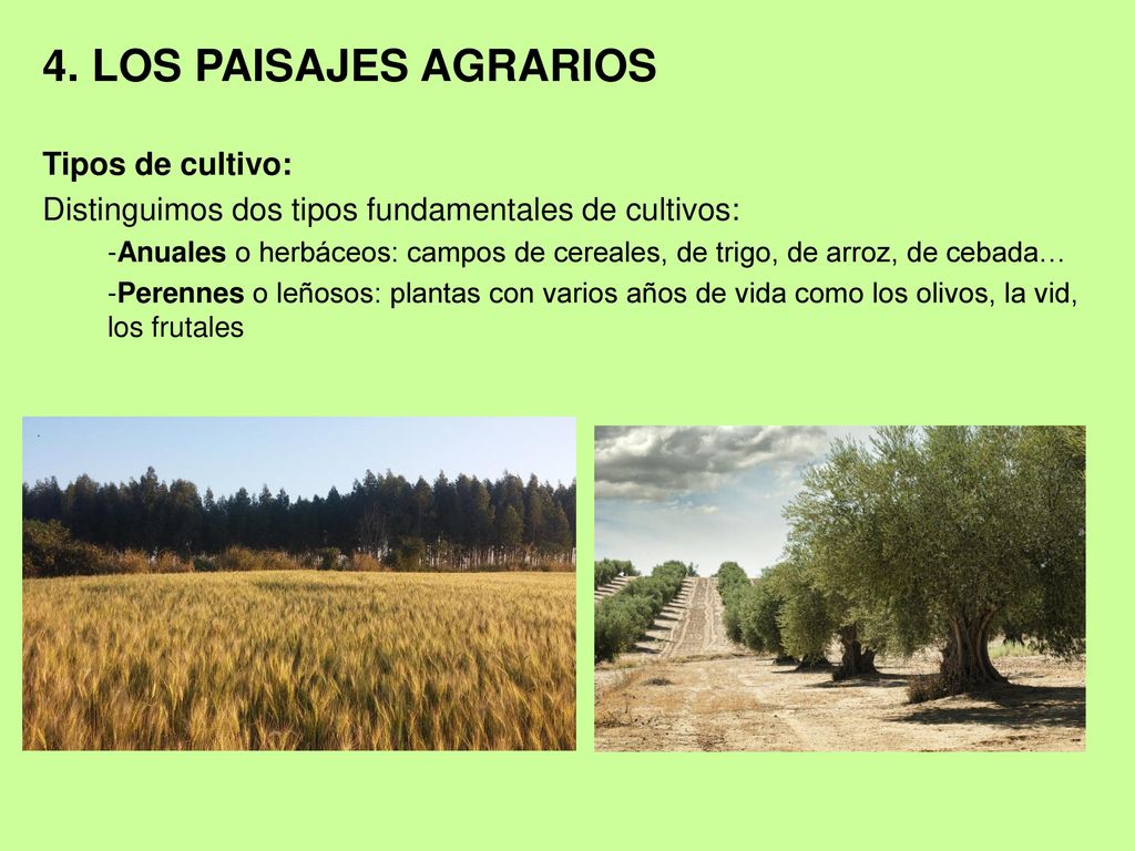 4. LOS PAISAJES AGRARIOS Tipos de cultivo:
