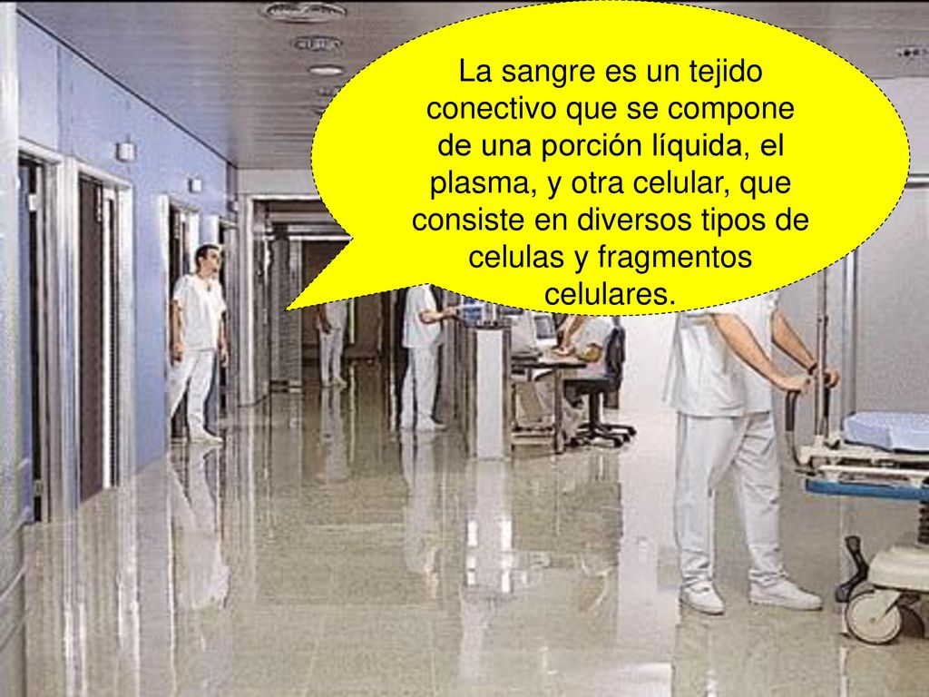 La sangre es un tejido conectivo que se compone de una porción líquida, el plasma, y otra celular, que consiste en diversos tipos de celulas y fragmentos celulares.