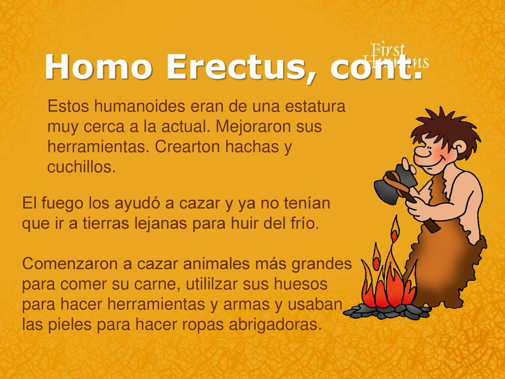 Homo Erectus, cont. Estos humanoides eran de una estatura muy cerca a la actual. Mejoraron sus herramientas. Crearton hachas y cuchillos.