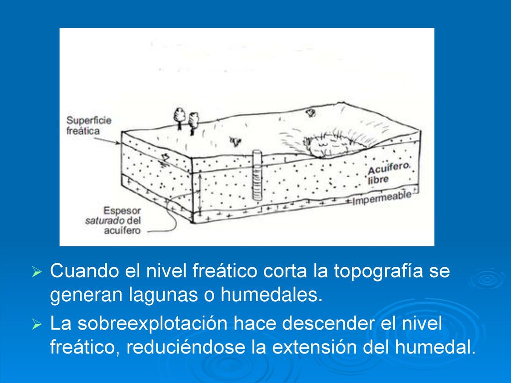 Cuando el nivel freático corta la topografía se generan lagunas o humedales.