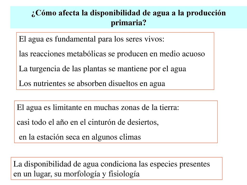 ¿Cómo afecta la disponibilidad de agua a la producción primaria
