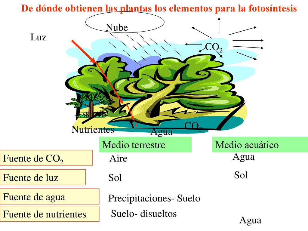 De dónde obtienen las plantas los elementos para la fotosíntesis