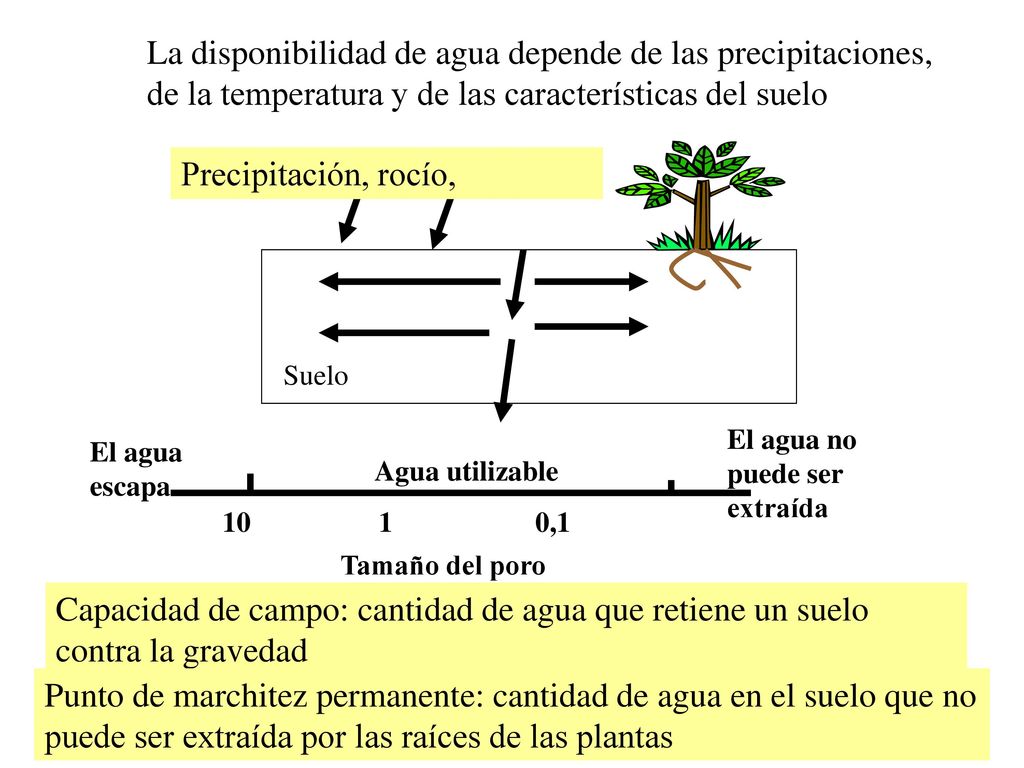 La disponibilidad de agua depende de las precipitaciones, de la temperatura y de las características del suelo
