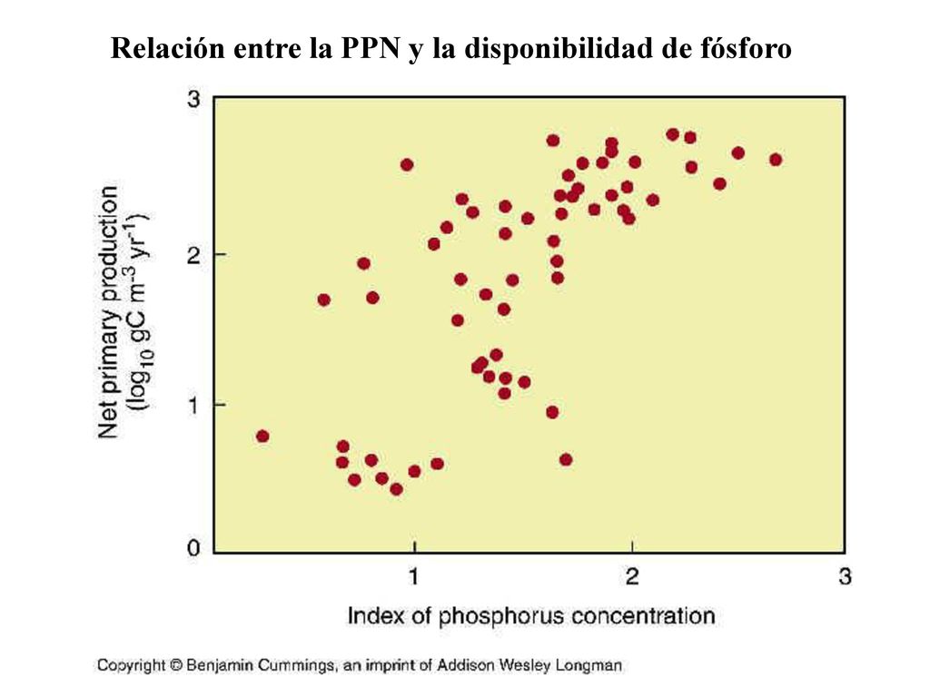 Relación entre la PPN y la disponibilidad de fósforo
