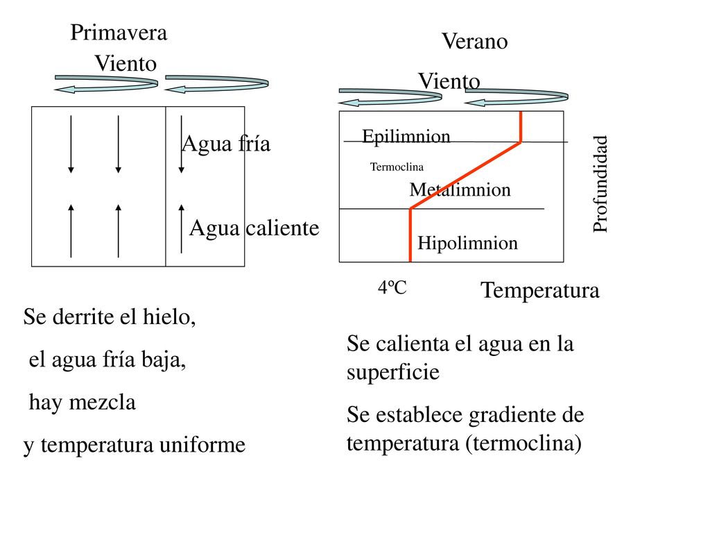 y temperatura uniforme Se calienta el agua en la superficie