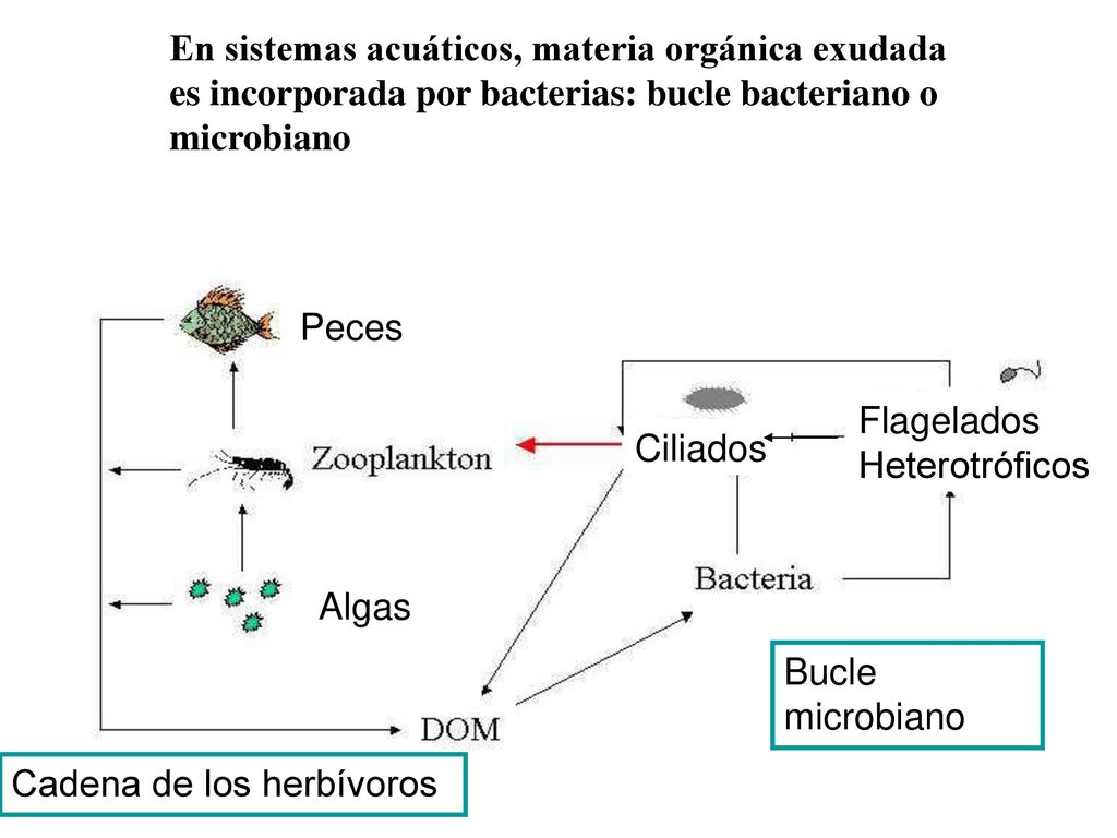 En sistemas acuáticos, materia orgánica exudada es incorporada por bacterias: bucle bacteriano o microbiano