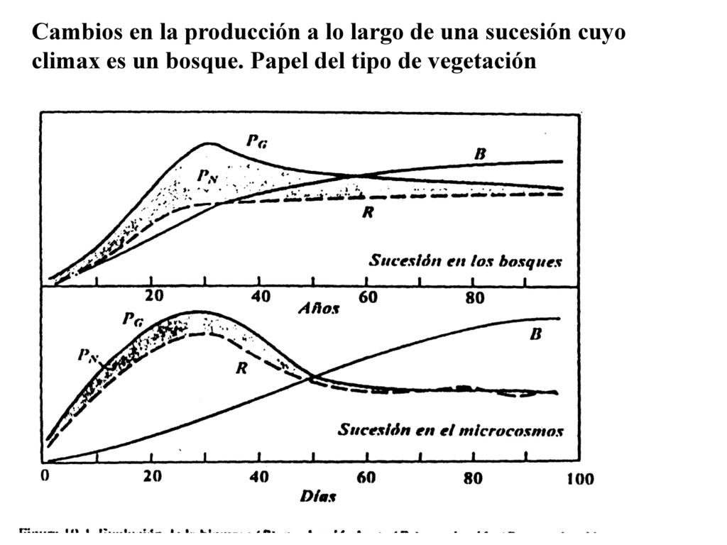 Cambios en la producción a lo largo de una sucesión cuyo climax es un bosque.