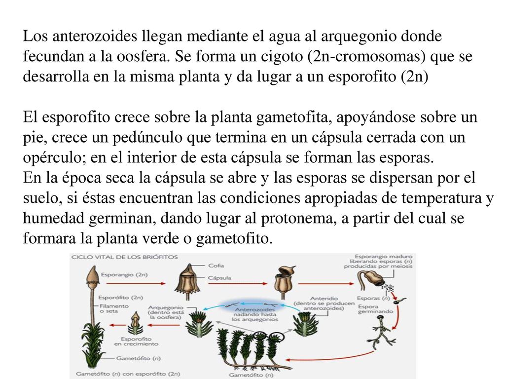 Los anterozoides llegan mediante el agua al arquegonio donde fecundan a la oosfera. Se forma un cigoto (2n-cromosomas) que se desarrolla en la misma planta y da lugar a un esporofito (2n)
