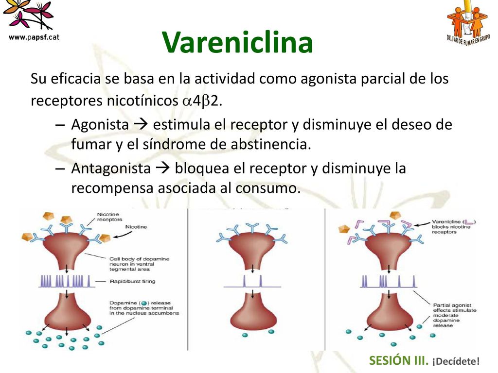 Vareniclina Su eficacia se basa en la actividad como agonista parcial de los. receptores nicotínicos 42.