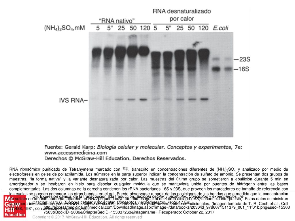 RNA ribosómico purificado de Tetrahymena marcado con 32P, transcrito en concentraciones diferentes de (NH4)2SO4 y analizado por medio de electroforesis en geles de poliacrilamida. Los números en la parte superior indican la concentración de sulfato de amonio. Se presentan dos grupos de muestras, la forma nativa y la variante desnaturalizada por calor. Las muestras del último grupo se sometieron a ebullición durante 5 min en amortiguador y se incubaron en hielo para disociar cualquier molécula que se mantuviera unida por puentes de hidrógeno entre las bases complementarias. Las dos columnas de la derecha contienen los rRNA bacterianos 16S y 23S, que proveen los marcadores de tamaño de referencia con los cuales se pueden comparar las otras bandas en el gel. Puede observarse a partir de las posiciones de las bandas que a medida que la concentración de sulfato de amonio aumenta, aparece un RNA pequeño cuyo tamaño es igual al del intrón aislado (IVS, secuencia interpuesta). Estos datos suministran la primera indicación de que el rRNA es capaz de escindir el intrón sin la ayuda de otros factores adicionales. (Imagen tomada de T. R. Cech et al., Cell 27:488, 1981; con autorización de Elsevier.)