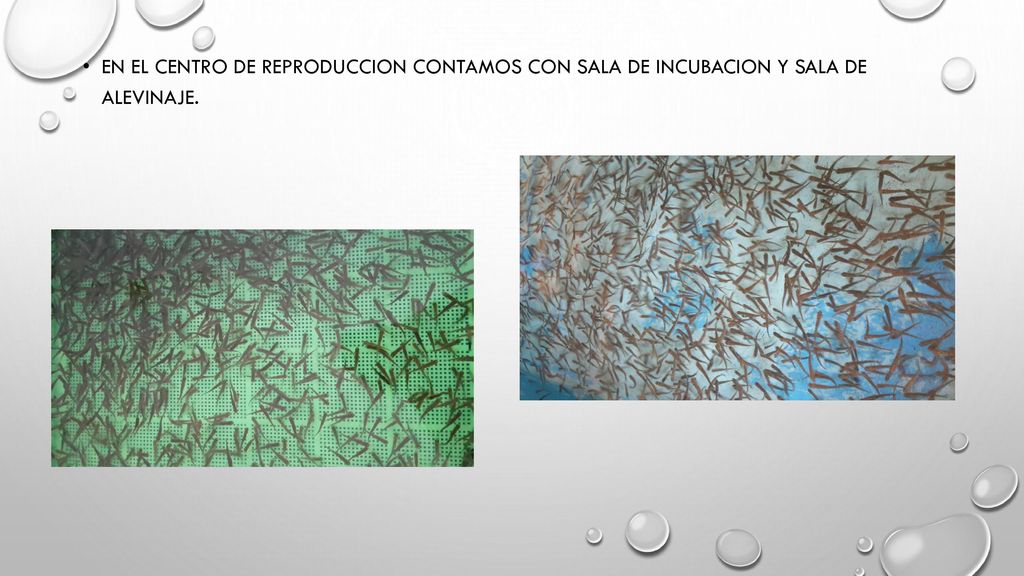 EN EL CENTRO DE REPRODUCCION CONTAMOS CON SALA DE INCUBACION Y SALA DE ALEVINAJE.