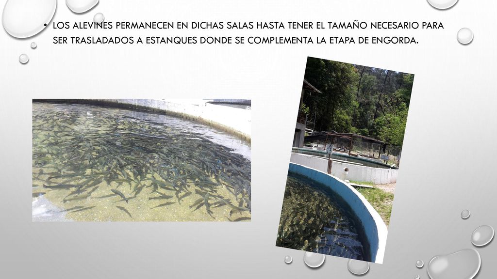 Los alevines permanecen en dichas salas hasta tener el tamaño necesario para ser trasladados a estanques donde se complementa la etapa de engorda.