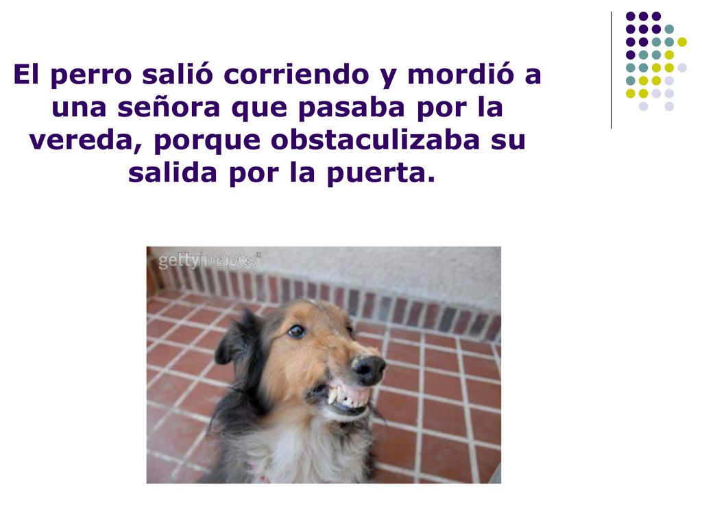El perro salió corriendo y mordió a una señora que pasaba por la