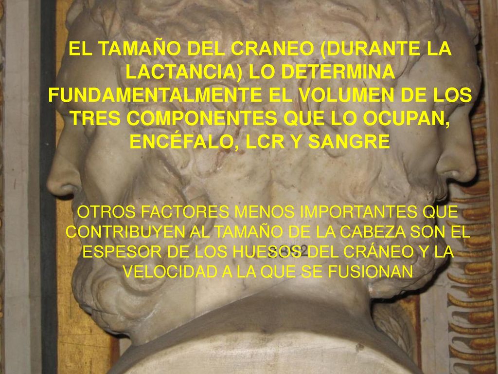 EL TAMAÑO DEL CRANEO (DURANTE LA LACTANCIA) LO DETERMINA FUNDAMENTALMENTE EL VOLUMEN DE LOS TRES COMPONENTES QUE LO OCUPAN, ENCÉFALO, LCR Y SANGRE