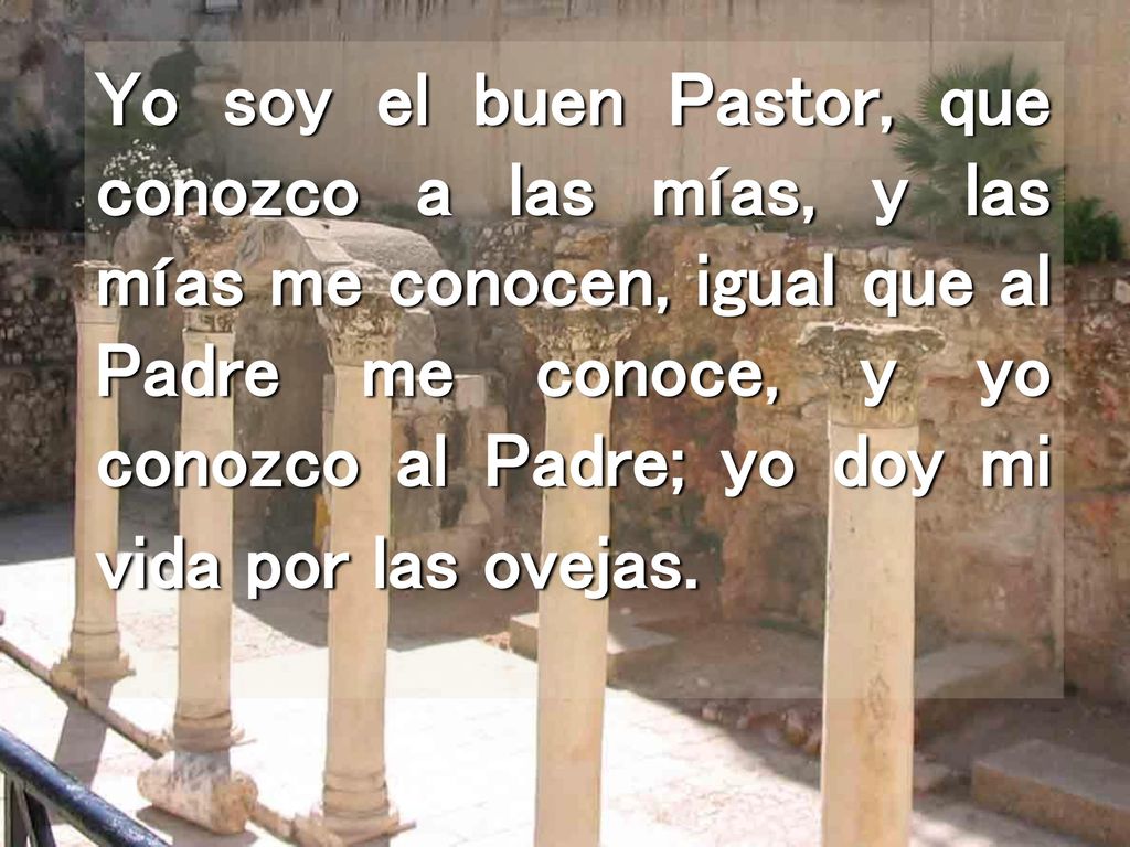 Yo soy el buen Pastor, que conozco a las mías, y las mías me conocen, igual que al Padre me conoce, y yo conozco al Padre; yo doy mi vida por las ovejas.